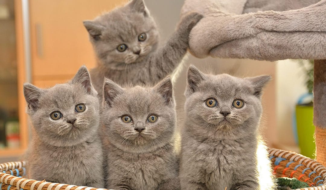 SEO Basics: Article Roundup