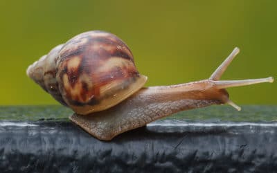 Website Speed Killers